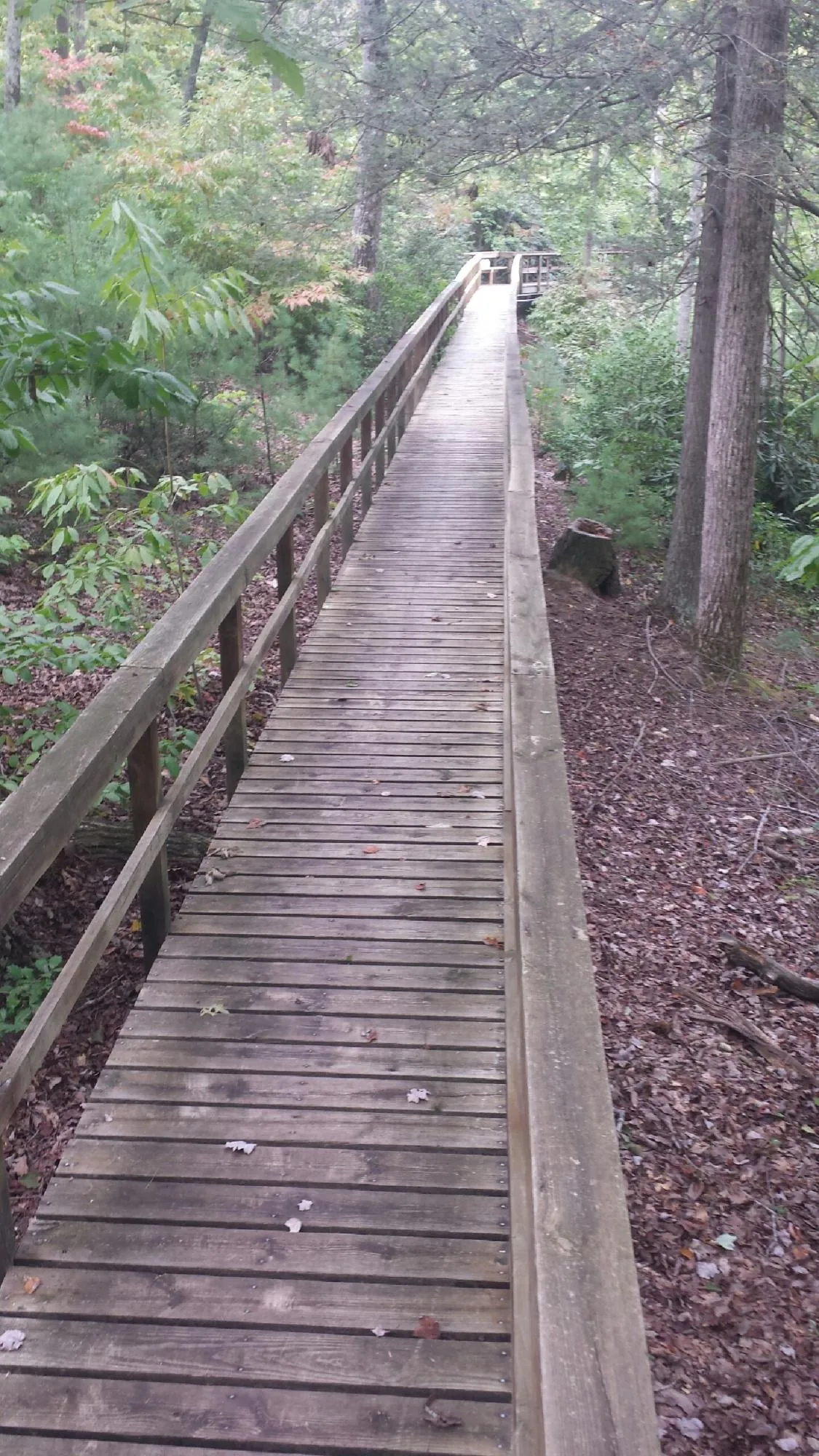 Long wood walkway with handrails built through the woods in North Creek